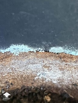 Is this penicillium, aspergillus or trichoderma?