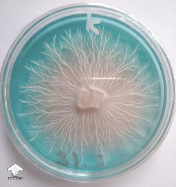Kotaro mycelium on PDYA
