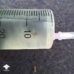 Light brown web on the wall of the LC syringe. Contamination or just mycelium?