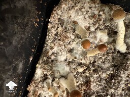 Mycelium looks greenish - made a qtip test and nothing green on the swab