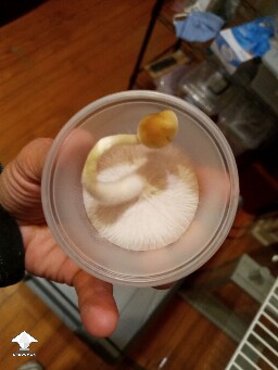 Mystic Koh Wave plate that is fruiting