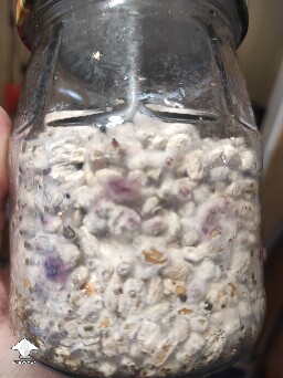 Never seen pink mold on grain spawn like that before