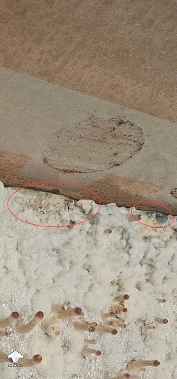 Noticed blueish slightly blackish patch on my cake - possibly contamination?