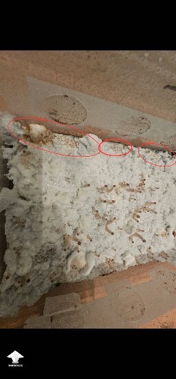 Also noticed metabolites - possibly contamination?