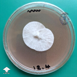 P. cyanescens - one more transfer - all clean and looking for grain