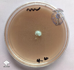 P. cyanescens - transferred a tiny piece of mycelium from a sea of bacteria from an LC