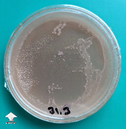 P. cyanescens LC test on agar... he did say he had it a while🤮