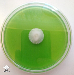 Psilocybe Natalensis low spore isolation T1 from multispore