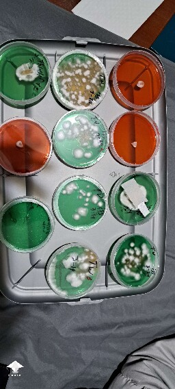 Tidal Wave - a few agar plates from the other day