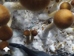 Trichoderma or Psilocybin oxidation? I'm scared! 🥲