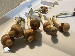 What could cause the nipple like shape on top of the mushroom caps #2