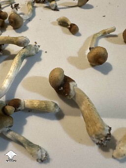 What could cause the nipple like shape on top of the mushroom caps