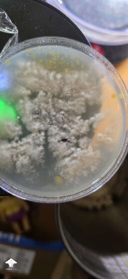 Yellow dots on agar. This is no good right?