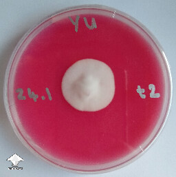 Yellow umbo mycelium on rice flour agar