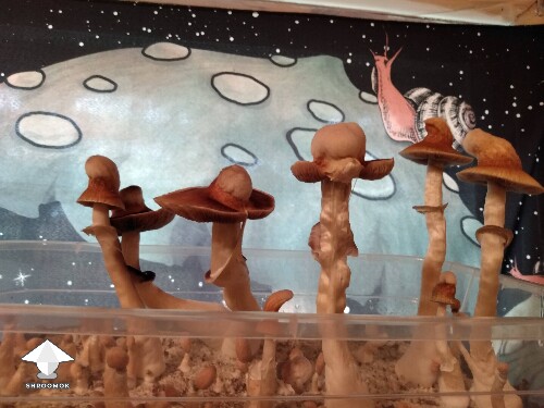 KSSS mutated hats. I think it's environmental
