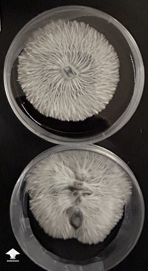 Finally transferred some of this agar samples to LC jar #2