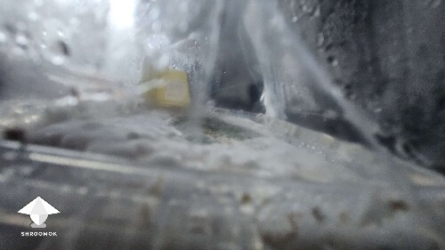 Grow kit failed - mold contamination 😭