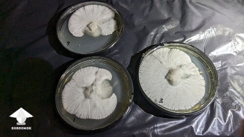 I like how mycelium on agar plate #3 looks