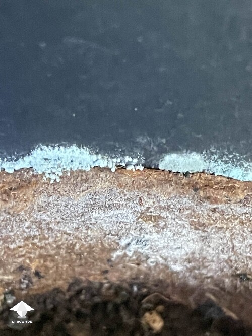Is this penicillium, aspergillus or trichoderma?