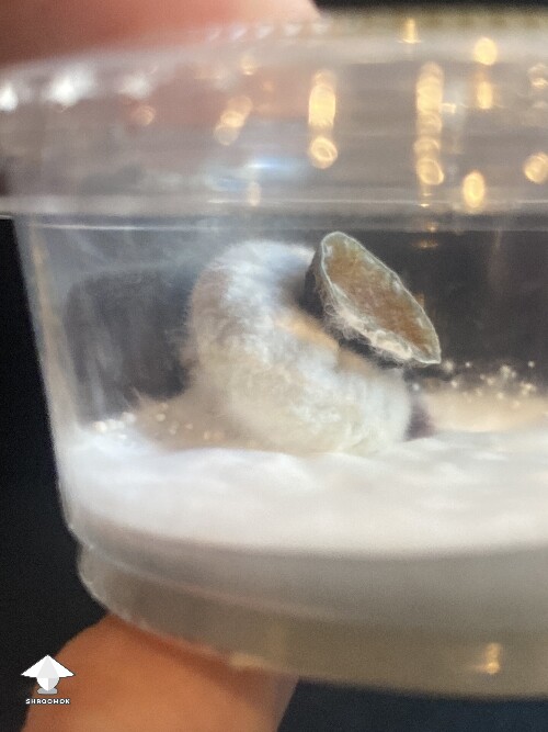 KSSS Squat that grew from a clone on agar