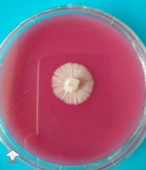 Melmac mycelium on rice flour agar