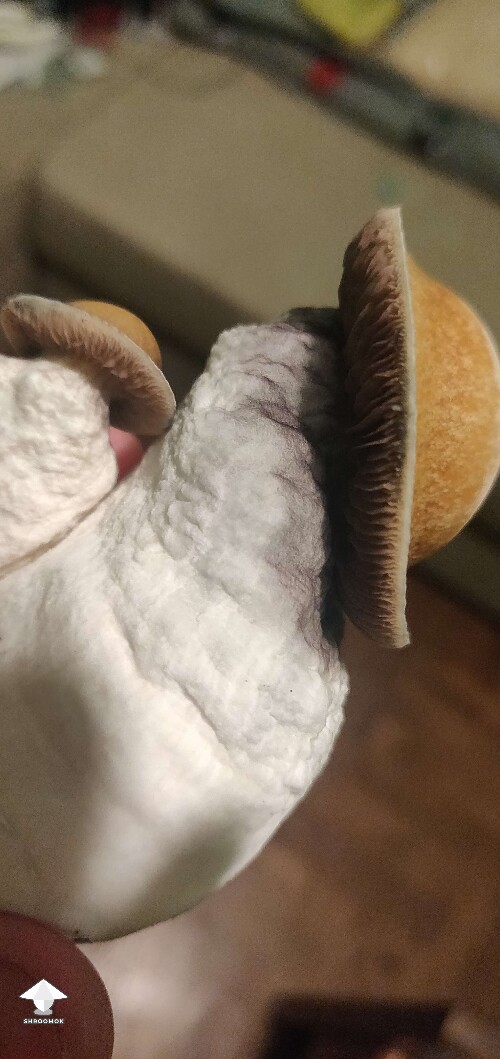 Melmak dropping spores