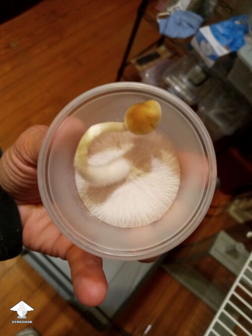 Mystic Koh Wave plate that is fruiting