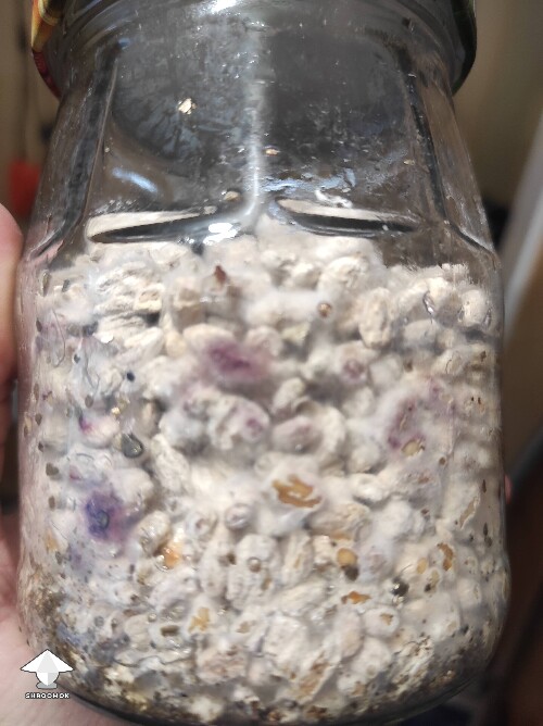 Never seen pink mold on grain spawn like that before