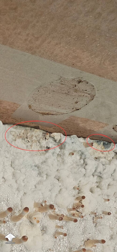 Noticed blueish slightly blackish patch on my cake - possibly contamination?