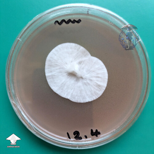 P. cyanescens - one more transfer - all clean and looking for grain