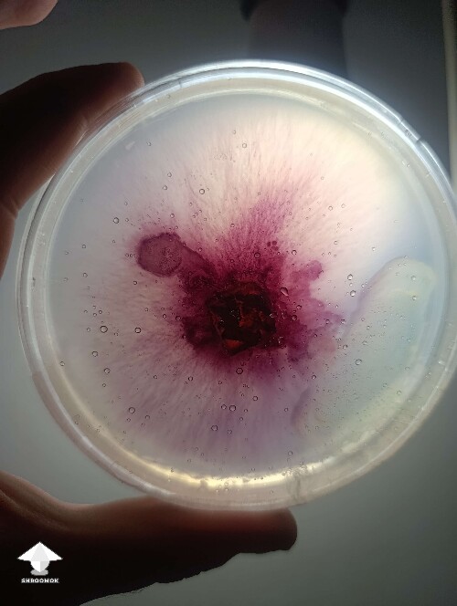 Pink contamination on agar