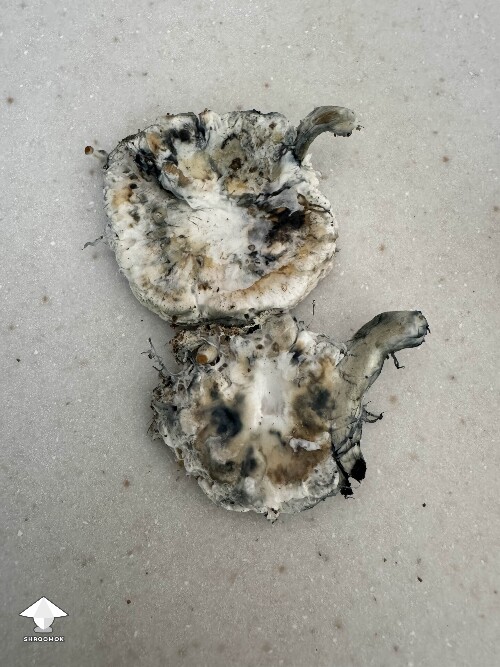 Scary clumps with bubbly texture - should I toss the tub this came from #3