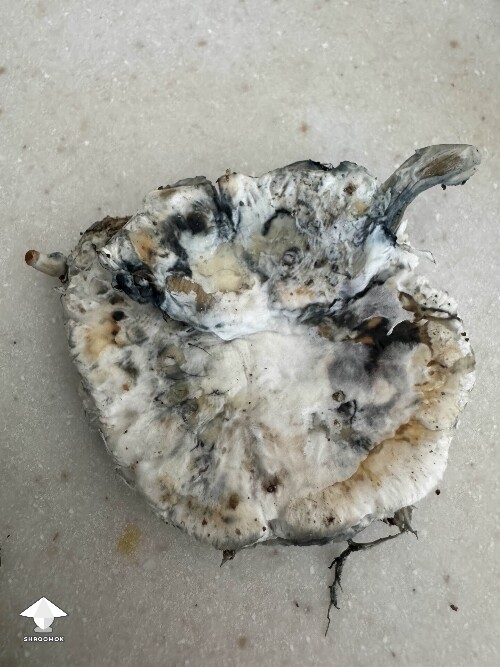 Scary clumps with bubbly texture - should I toss the tub this came from?