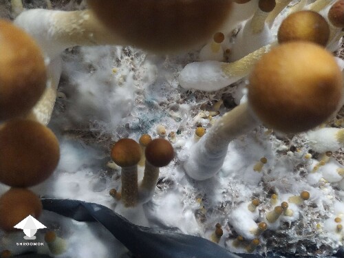 Trichoderma or Psilocybin oxidation? I'm scared! 🥲