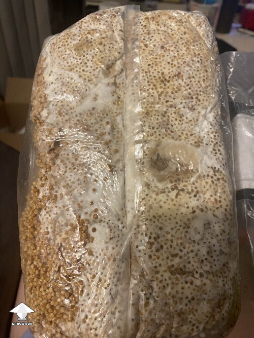 Weird wet brown patch in grain bag at the bottom