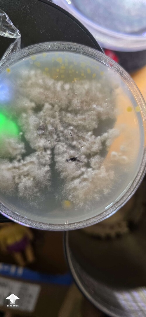 Yellow dots on agar. This is no good right?