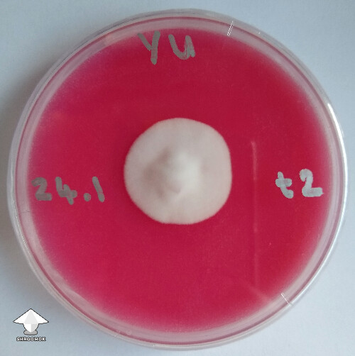 Yellow umbo mycelium on rice flour agar