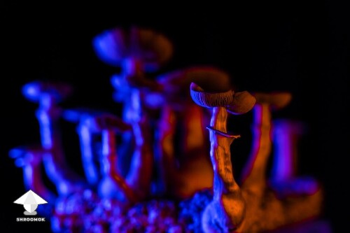 Shrooms in a blue light