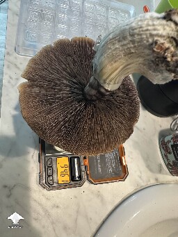 Accidentally grew a "wild" blue meanie mushroom