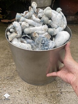 Albino Penis Envy bucket tek 😂