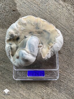 Albino Penis Envy mutant pumpkin - 174 gramms