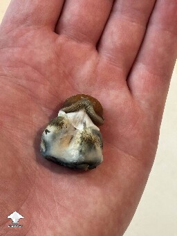 Aww look at him - tiny Blue Meanie shroom