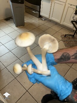 Ban Hua Thanon shrooms #2