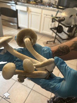 Ban Hua Thanon mushrooms #3