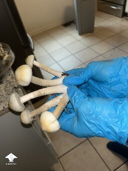 Cubensis Ban Hua Thanon