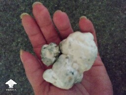 Chocolate Krinkle - 4th brain 43g wet - possibly the last one