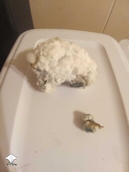 Chocolate Krinkle mutation - 3rd brain harvested from the same spot - 47.5 g