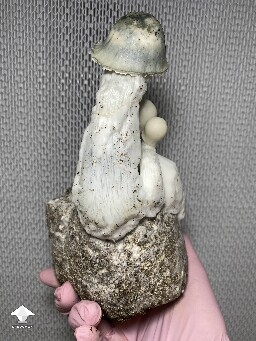 Cubensis APE giant