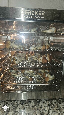 Cubensis MVP mushrooms super nice #2