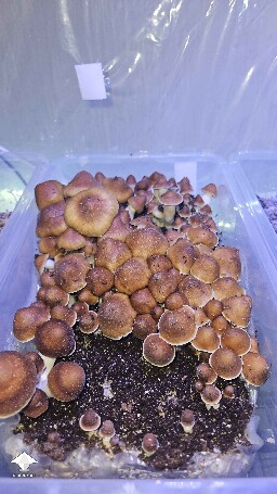 Cubensis MVP-B super nice